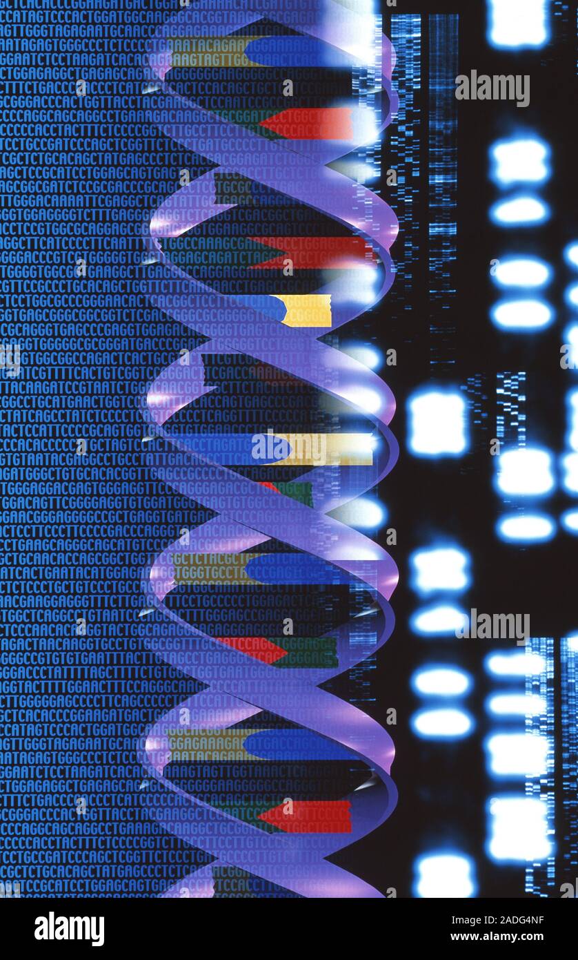 DNA. Computer illustration of a molecule of DNA (deoxyribonucleic acid ...
