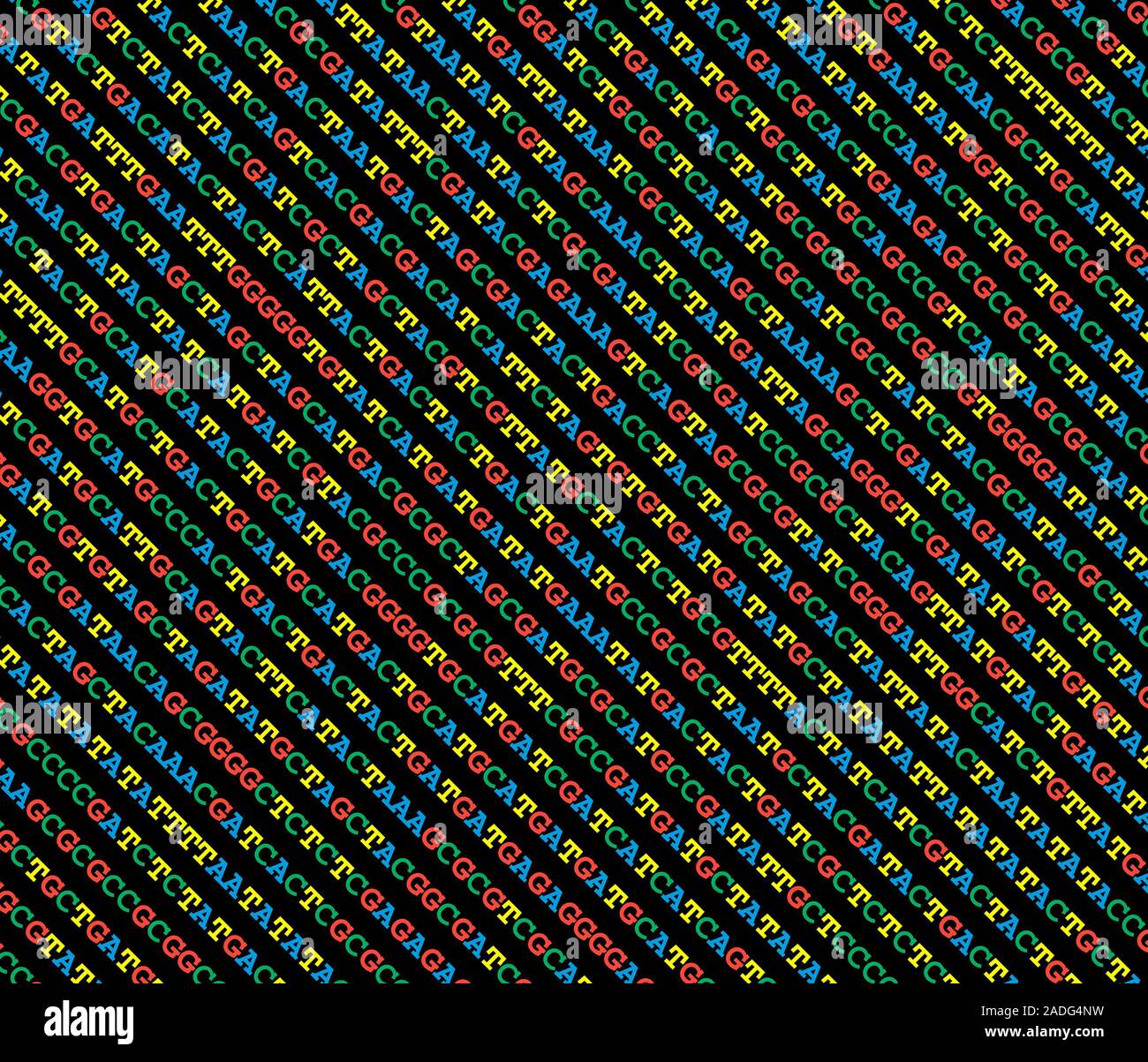 DNA sequence. Artwork showing a long sequence of four nucleotide bases