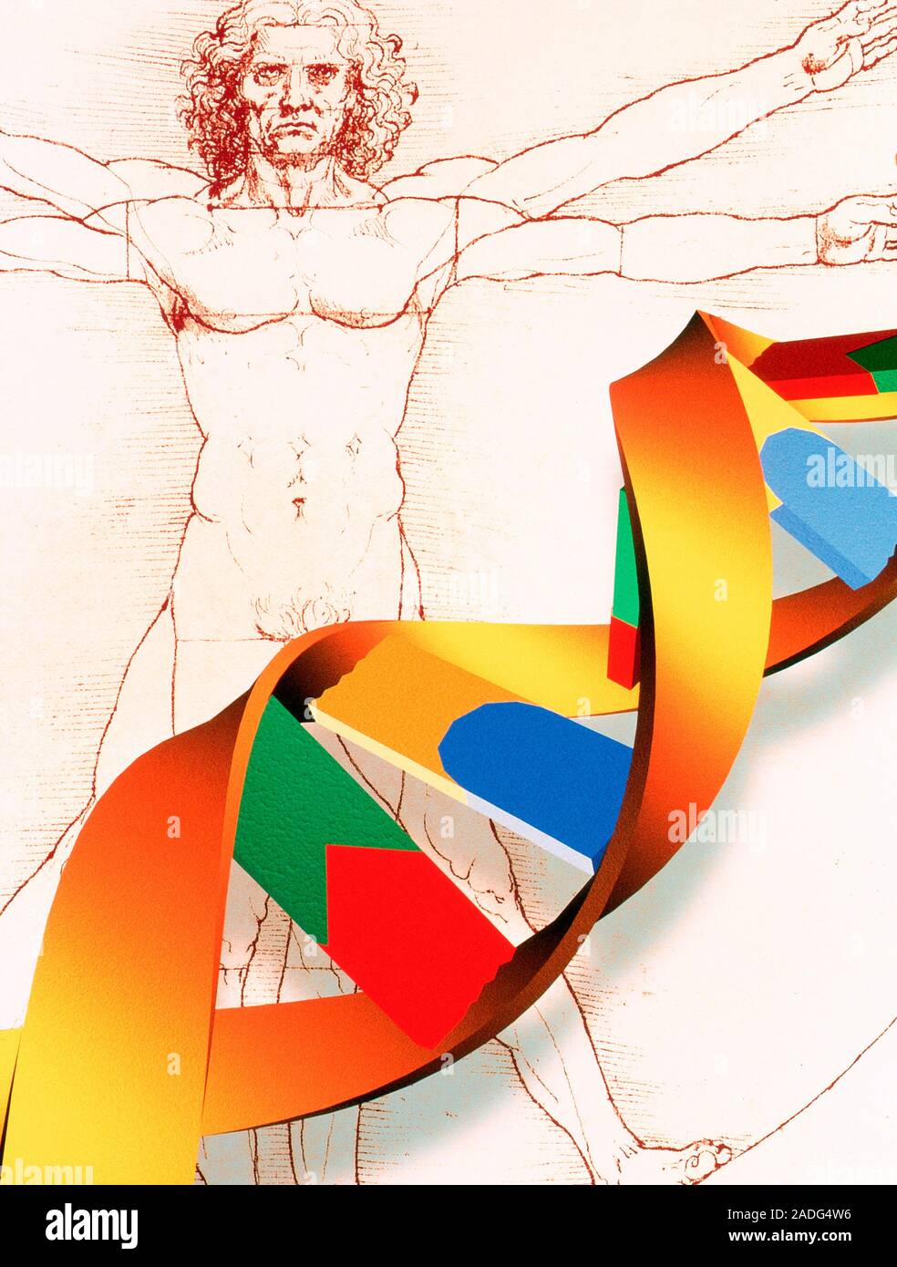 LEONARDO DA VINCI DNA TEST visual data 6