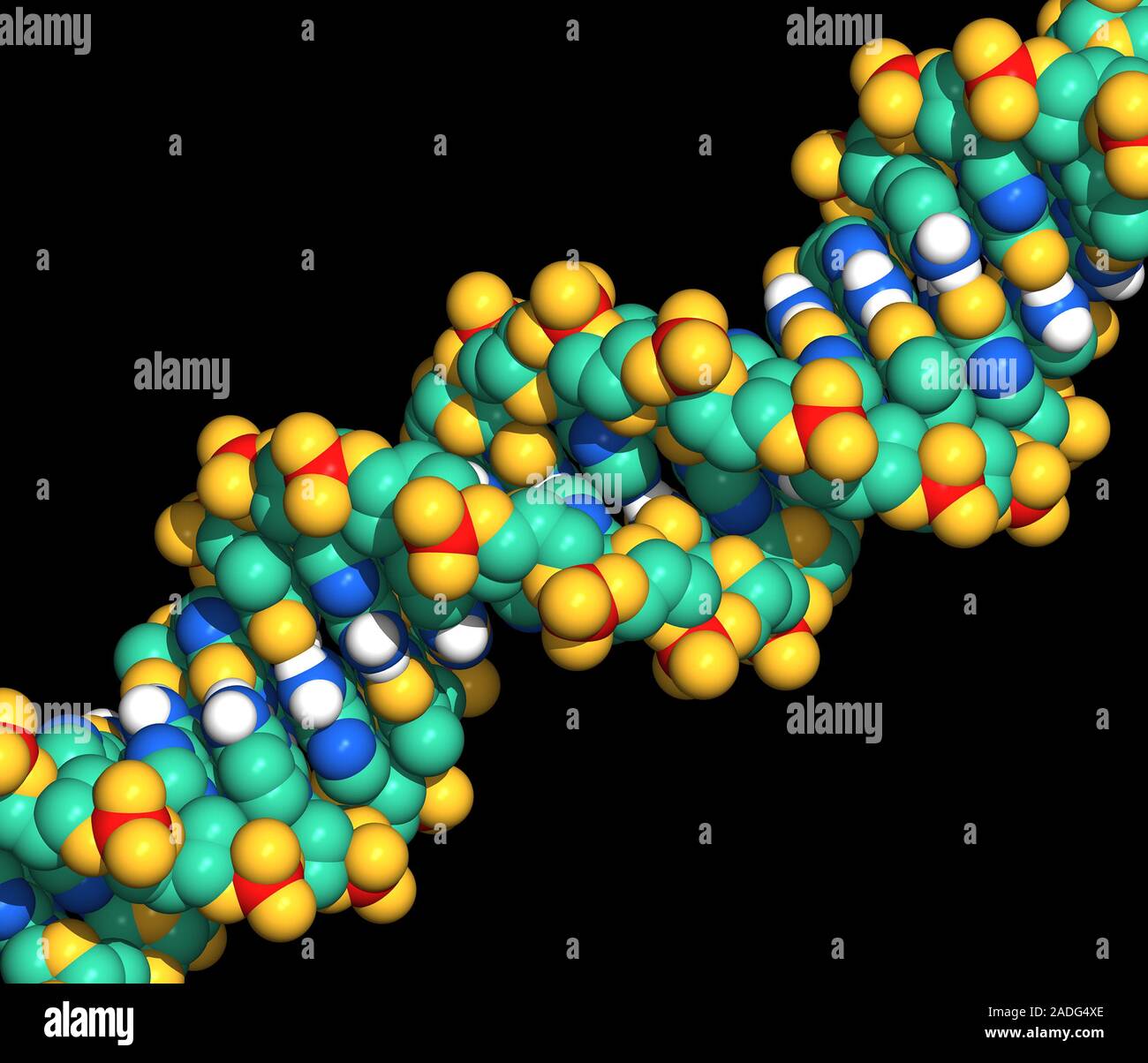 DNA. Computer model of part of a molecule of DNA (deoxyribonucleic acid ...