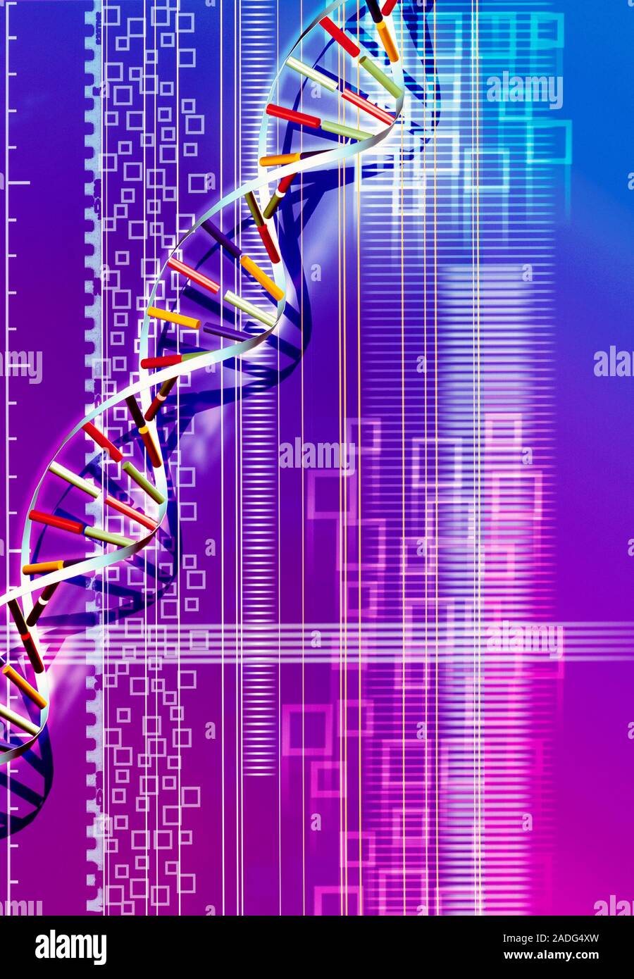 DNA molecule. Computer artwork of the molecular structure of a DNA ...