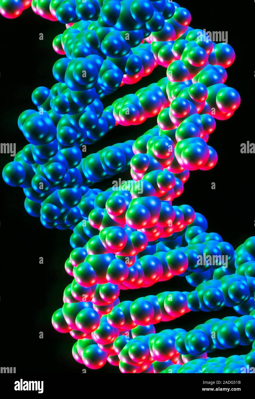 DNA double helix structure. Computer artwork of the atomic structure of ...