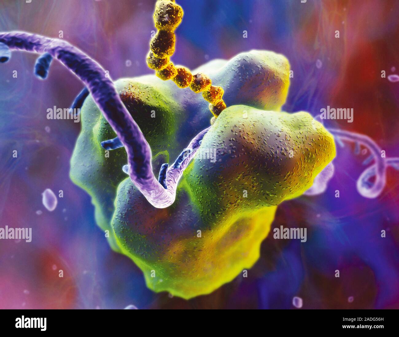 Protein synthesis. Computer artwork of protein being synthesized by a