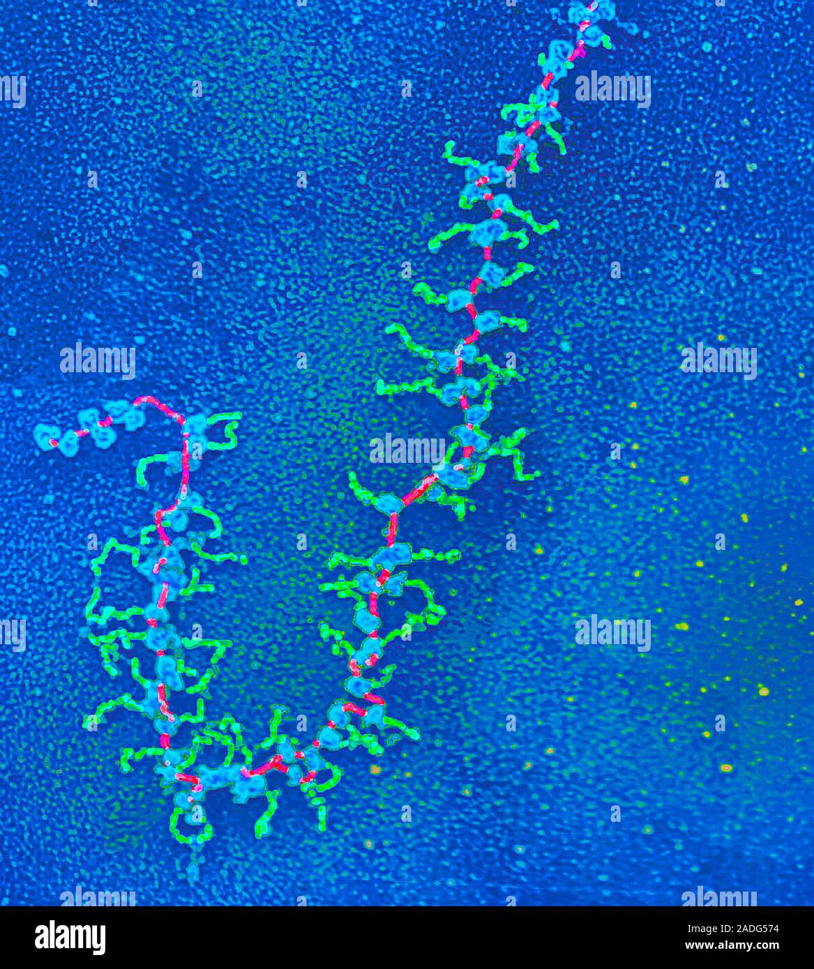 Distal fragment of a translation unit from a midge (Chironomus sp ...