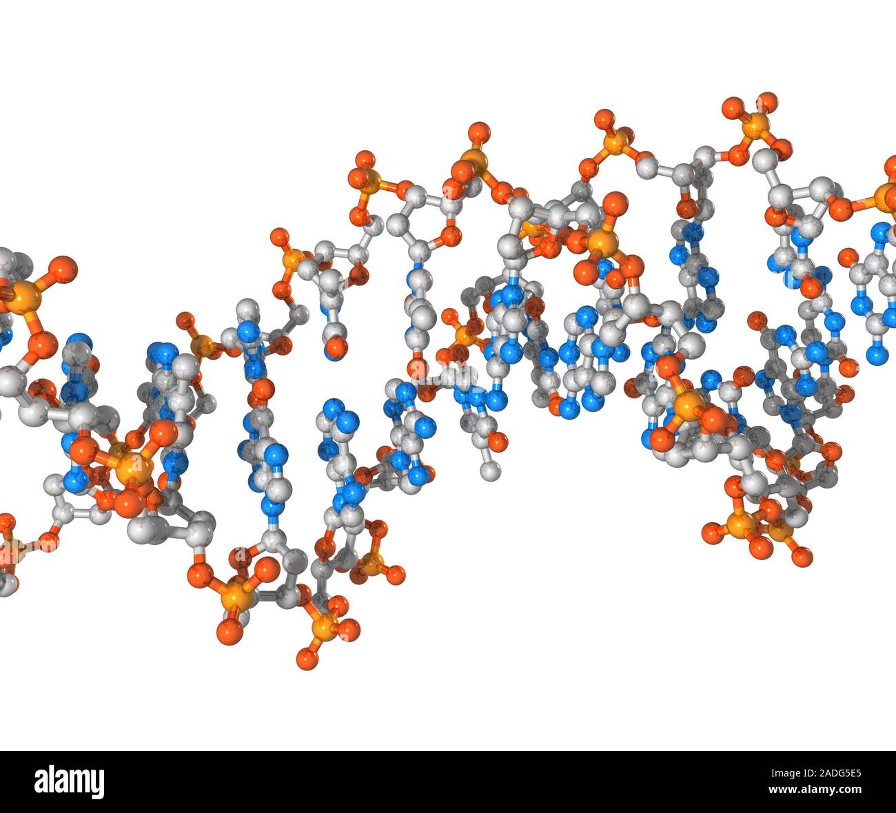 DNA. Computer model of a molecule of the nucleic acid DNA ...