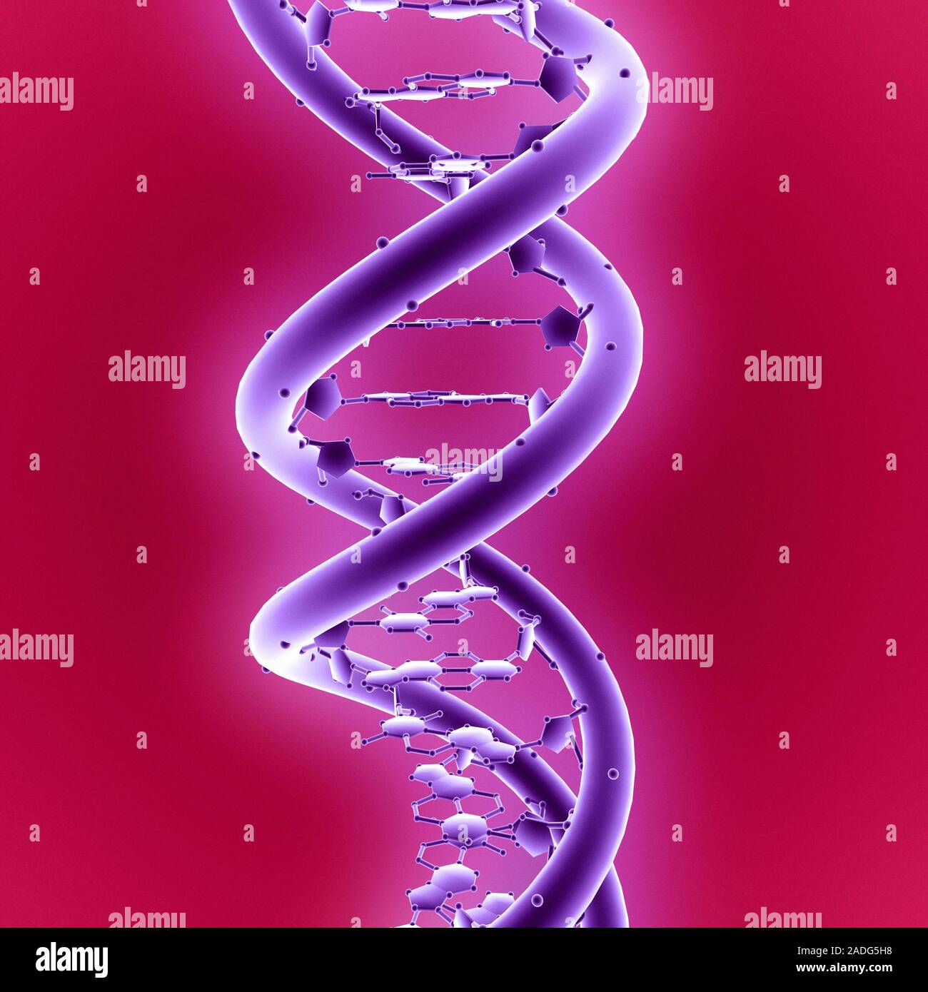 При расшифровке генома папоротника было установлено что. Двуспиральная молекула ДНК. Молекула ДНК человека. Тромбофильность генома. Геном человека равен.