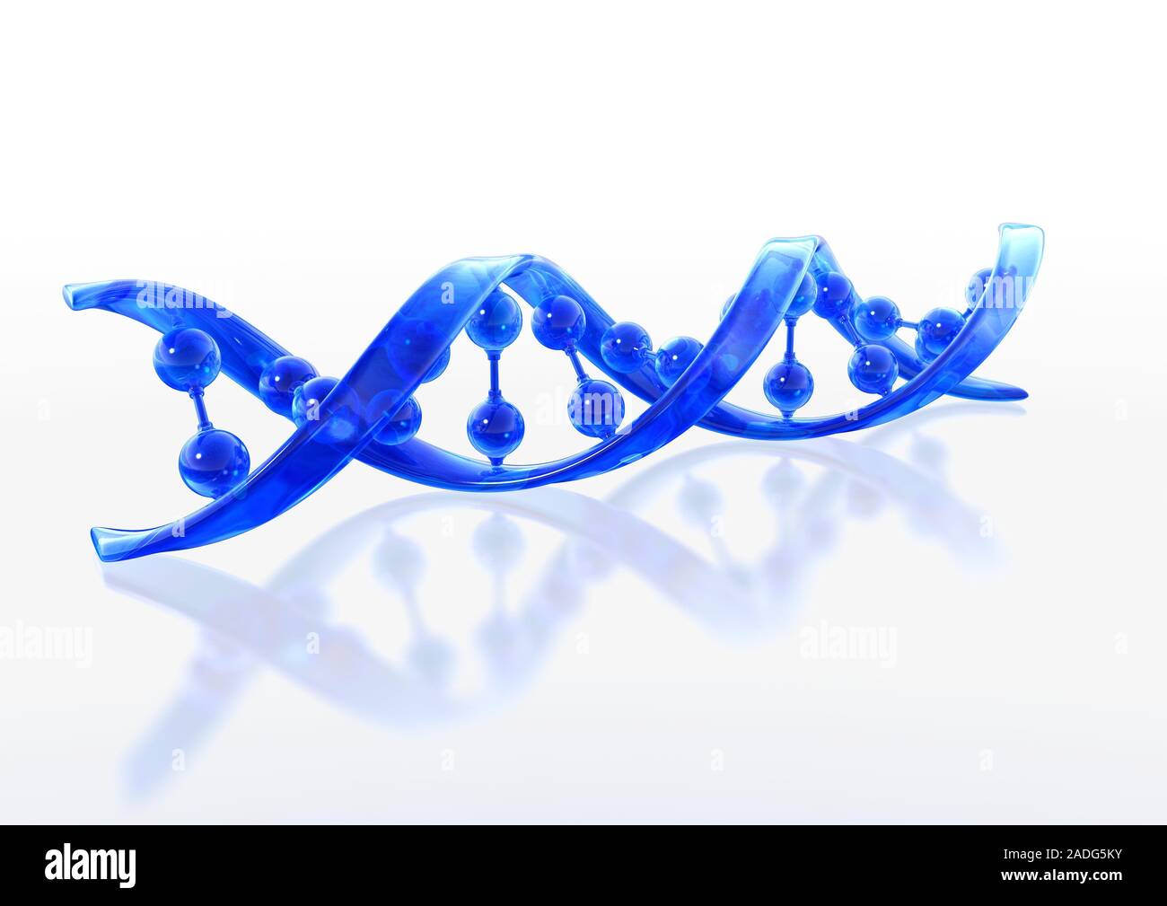 Dna Ribbon Line DNA molecule. Computer artwork of a molecule of DNA (deoxyribonucleic ...