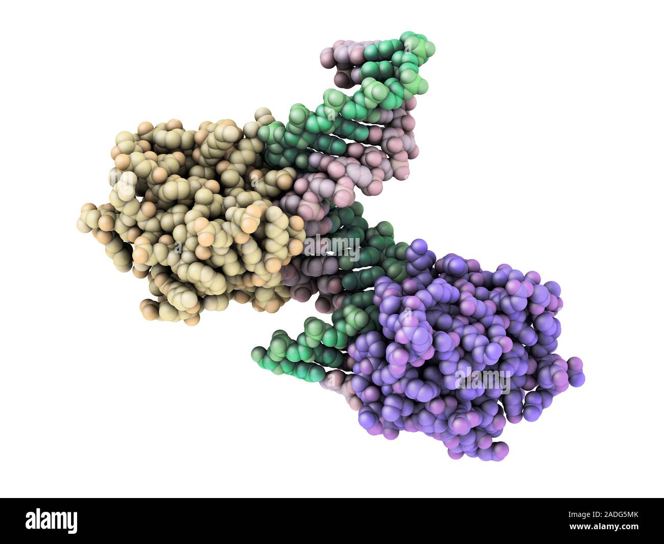 Ribonuclease with RNA/DNA hybrid. Molecular model of Ribonuclease H