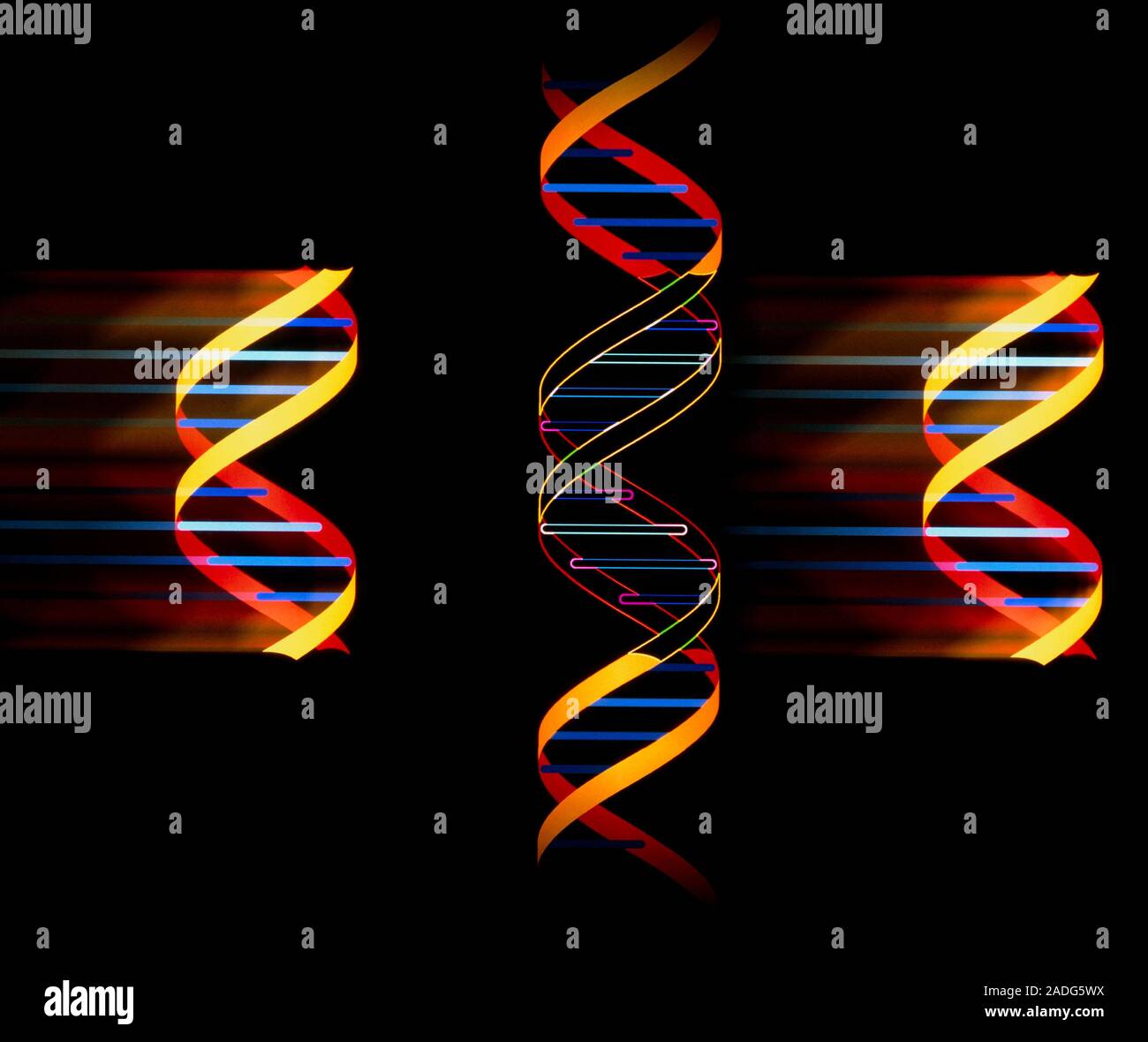 Genetic engineering. Computer artwork showing a molecule of DNA ...