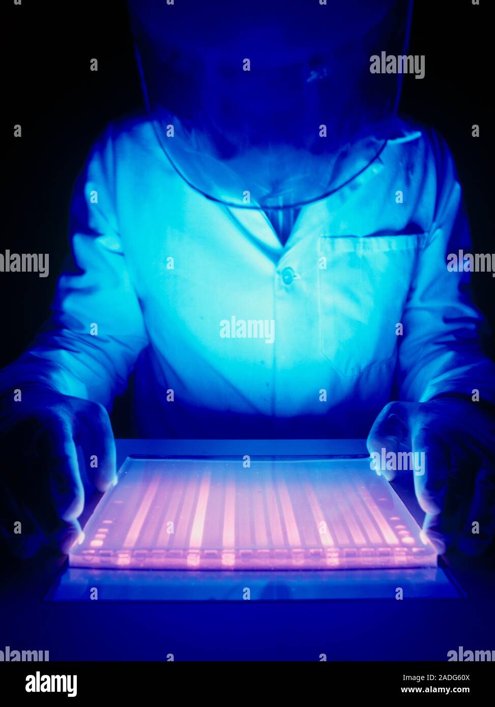 Scientist working over an ultraviolet light box during the preparation