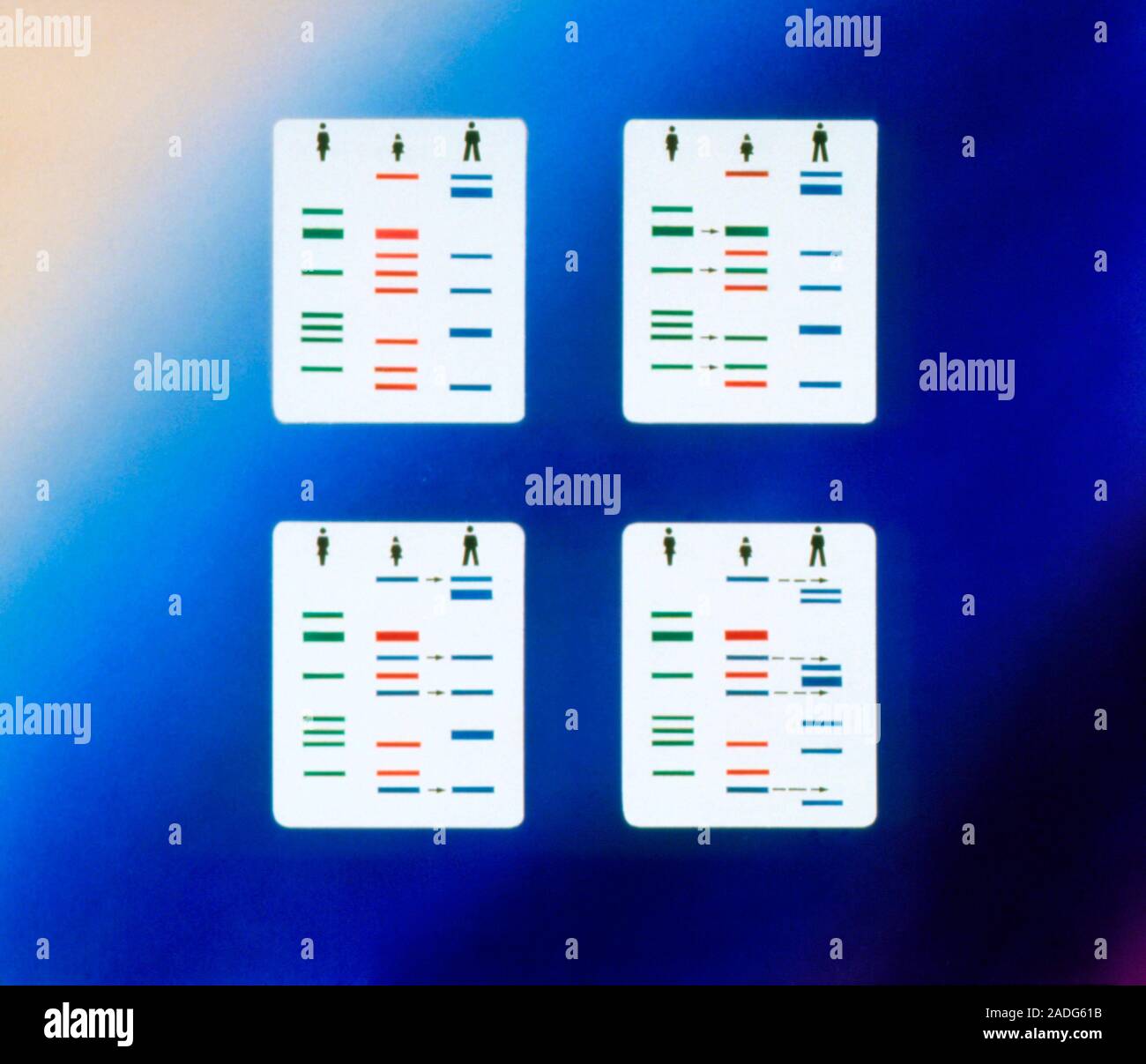 Red Dna Testing Paternity testing by analysis of DNA fingerprints. Top left: DNA ...