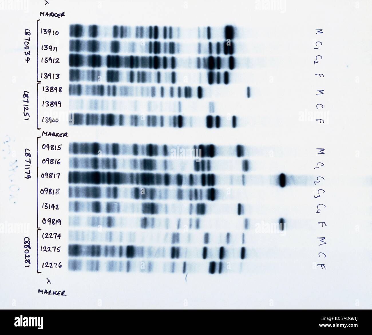 DNA fingerprinting used to analyse family relationships. The photo