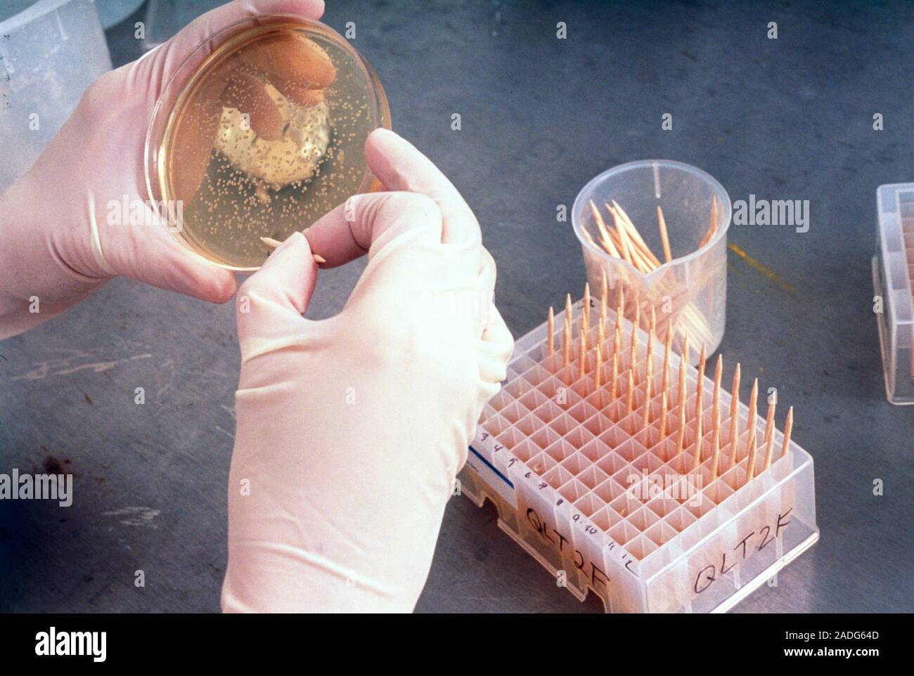 Genome research. Technician picks out bacteria (E. coli) colonies from ...