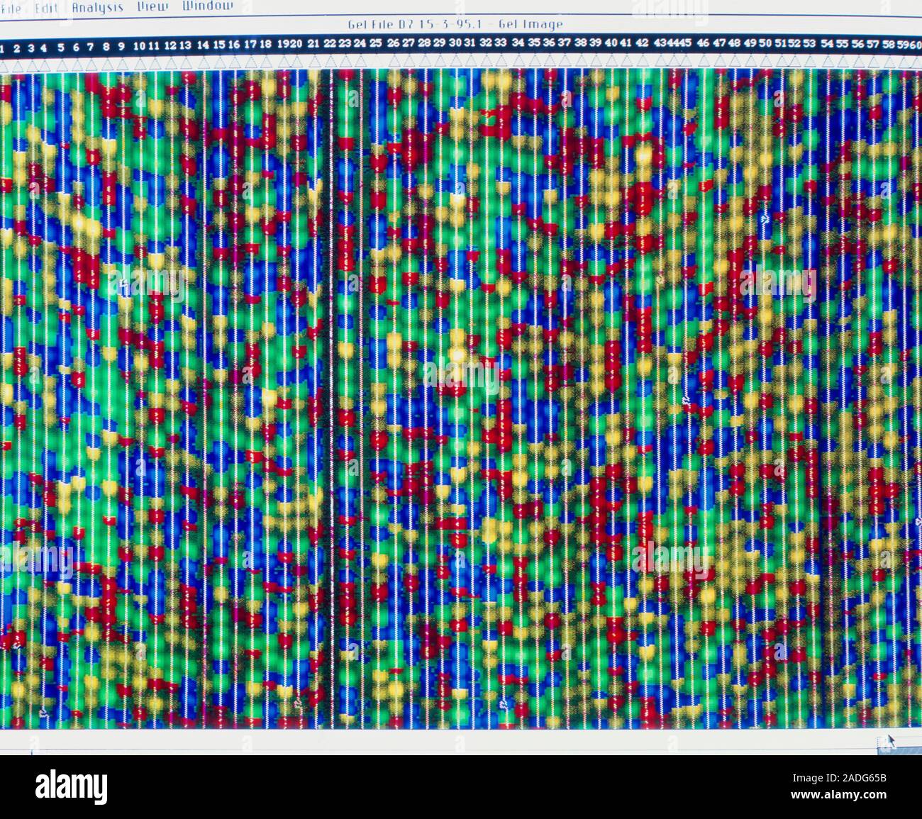 DNA sequencing. Computer display of a DNA (deoxyribonucleic acid