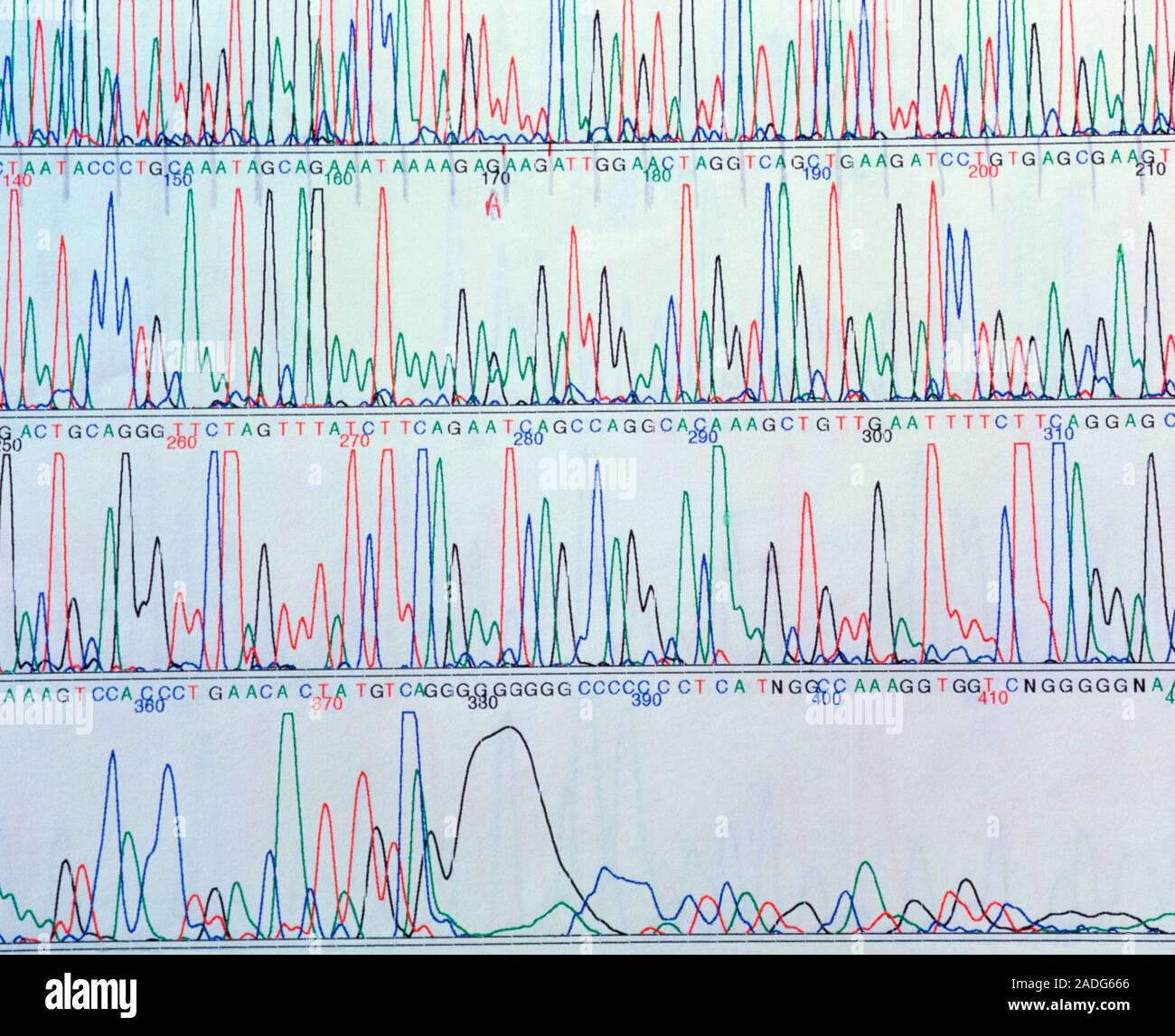 Gene sequencing. Computer screen display of the sequence of bases in a
