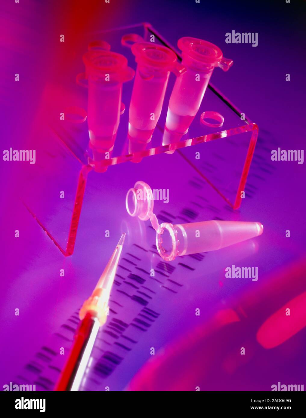 DNA research. View of a pipettor tip (lower left) and microtubes in a ...