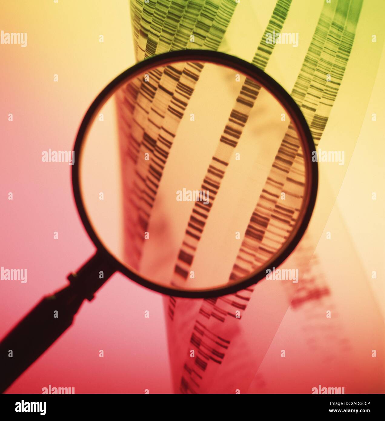 DNA sequencing. Magnifying glass over the banded DNA sequences or ...