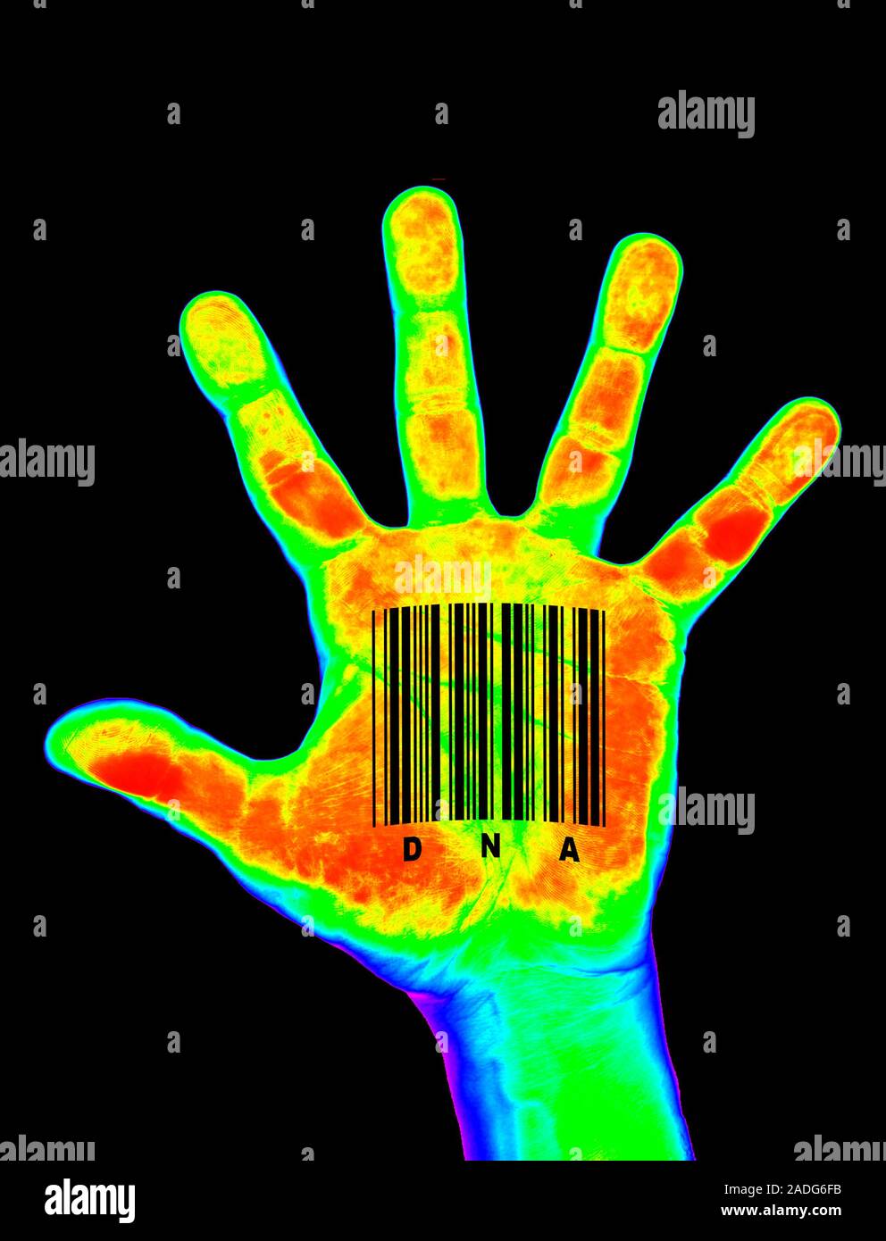 Genetic individuality. Conceptual computer artwork showing a hand ...
