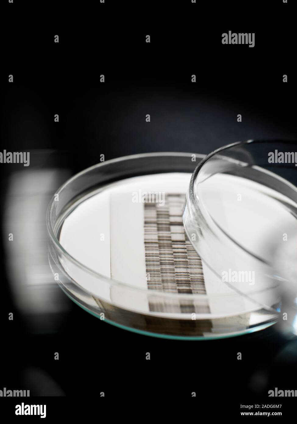 DNA autoradiogram in a petri dish. An autoradiogram is produced during