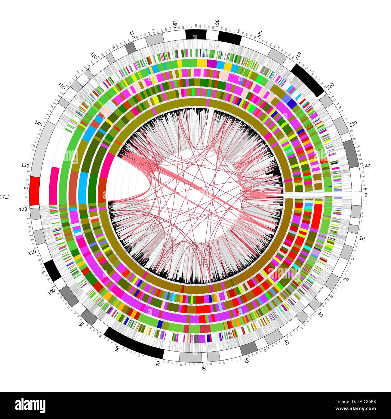 Circular genome map. Map showing shared genetic material between humans  (outer ring) and (from inner ring outwards) chimpanzee, mouse, rat, dog,  chick Stock Photo - Alamy, image size:1300x1390