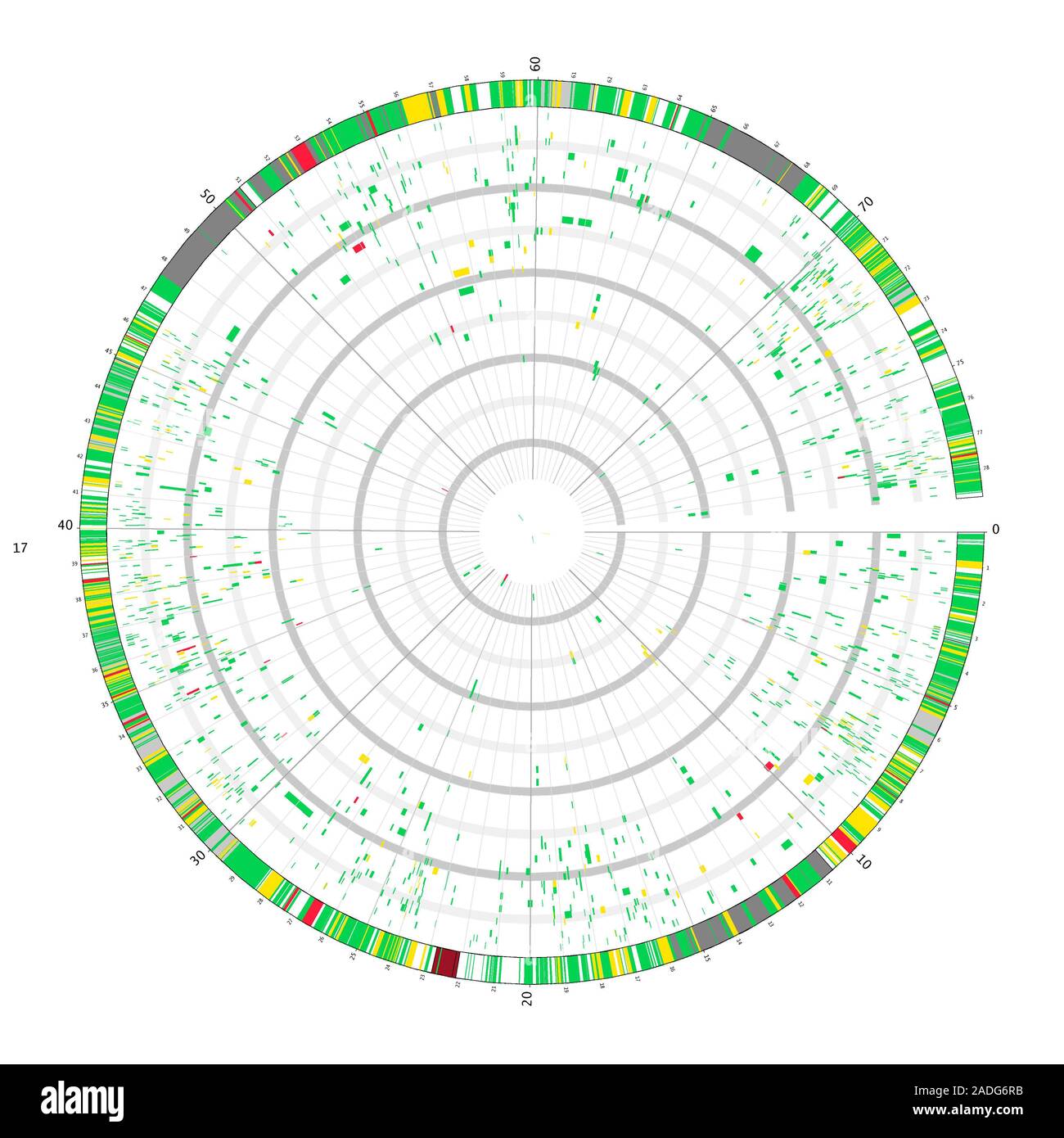 Circular genetic map, showing human chromosome 17. The chromosome ...