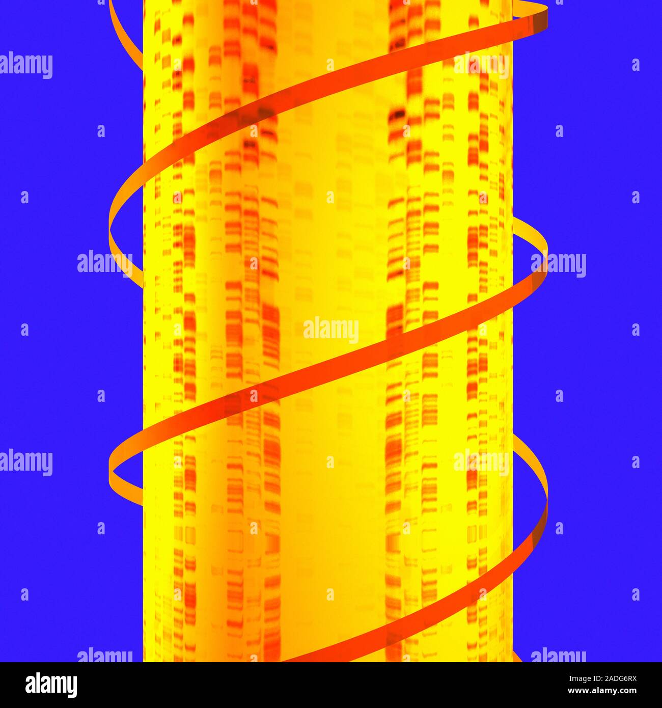 DNA helix and autoradiogram. Conceptual computer artwork of a DNA ...