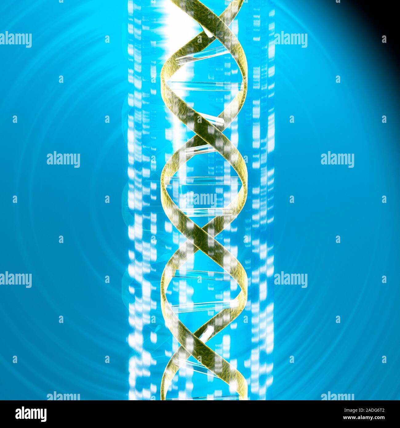 DNA and autoradiogram. Conceptual computer artwork of a DNA