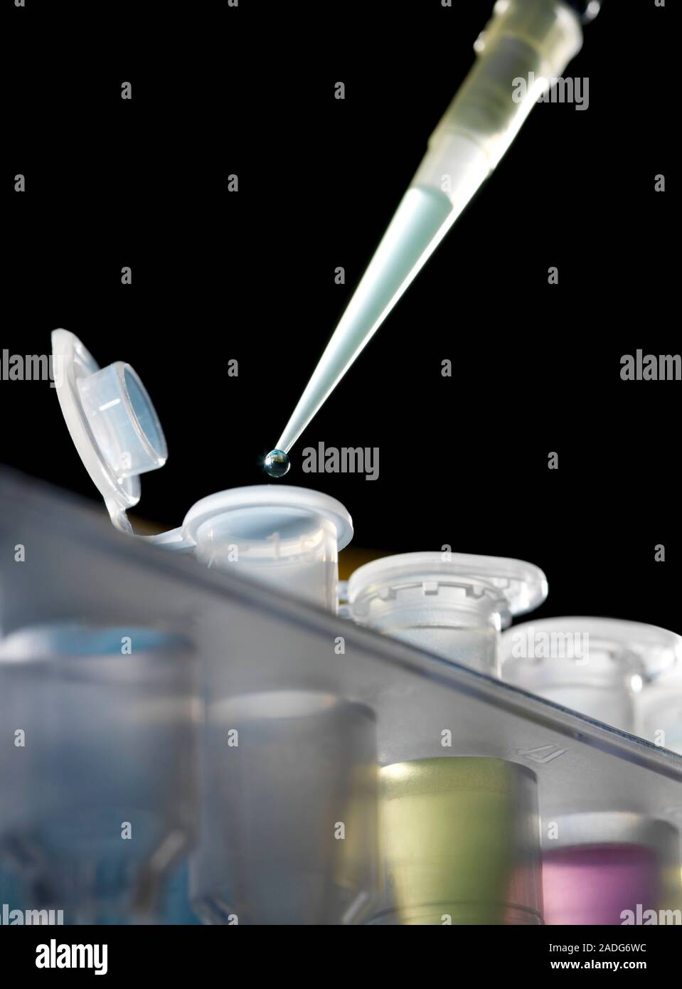 DNA analysis. Pipette being used to pipette dna samples into Eppendorf ...