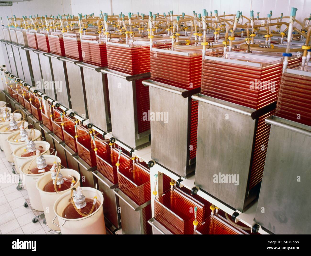 Cell storage tanks. View of a room of storage tanks for engineered cells. These