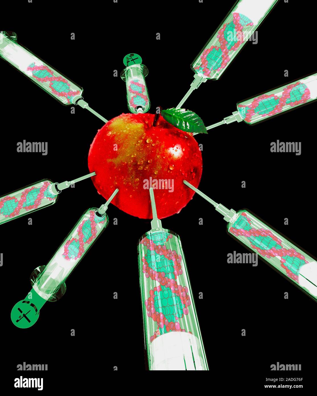 Genetically-engineered food. Conceptual image of an apple being injected with syringes filled with DNA (deoxyribonucleic acid) strands. The image is d Stock Photo