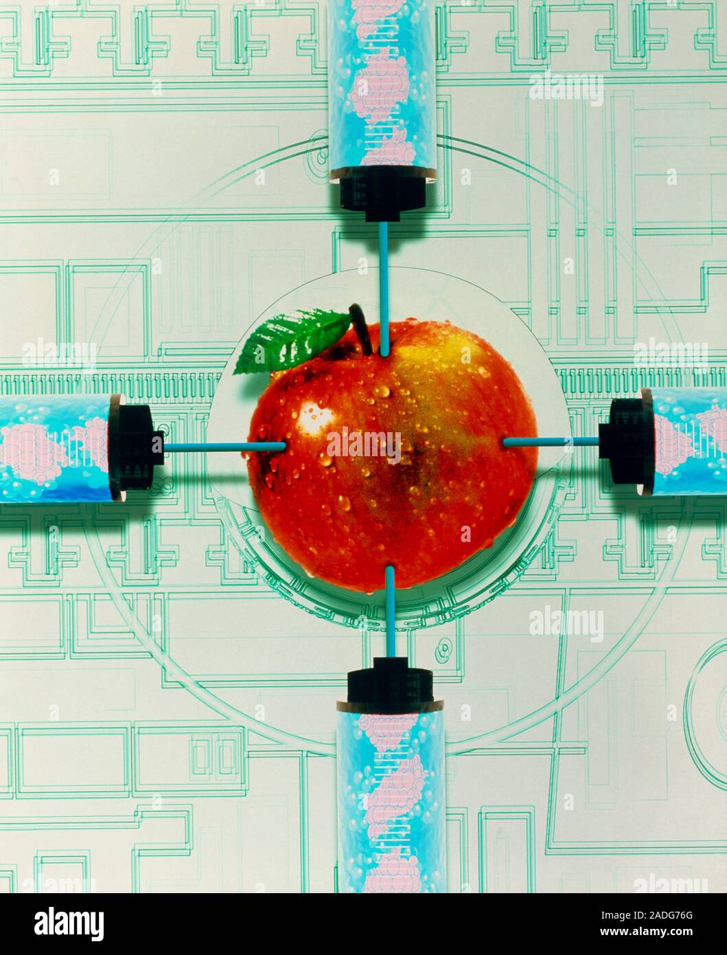 Genetically-engineered food. Conceptual image of an apple being injected with syringes filled with DNA (deoxyribonucleic acid) strands. The image is d Stock Photo