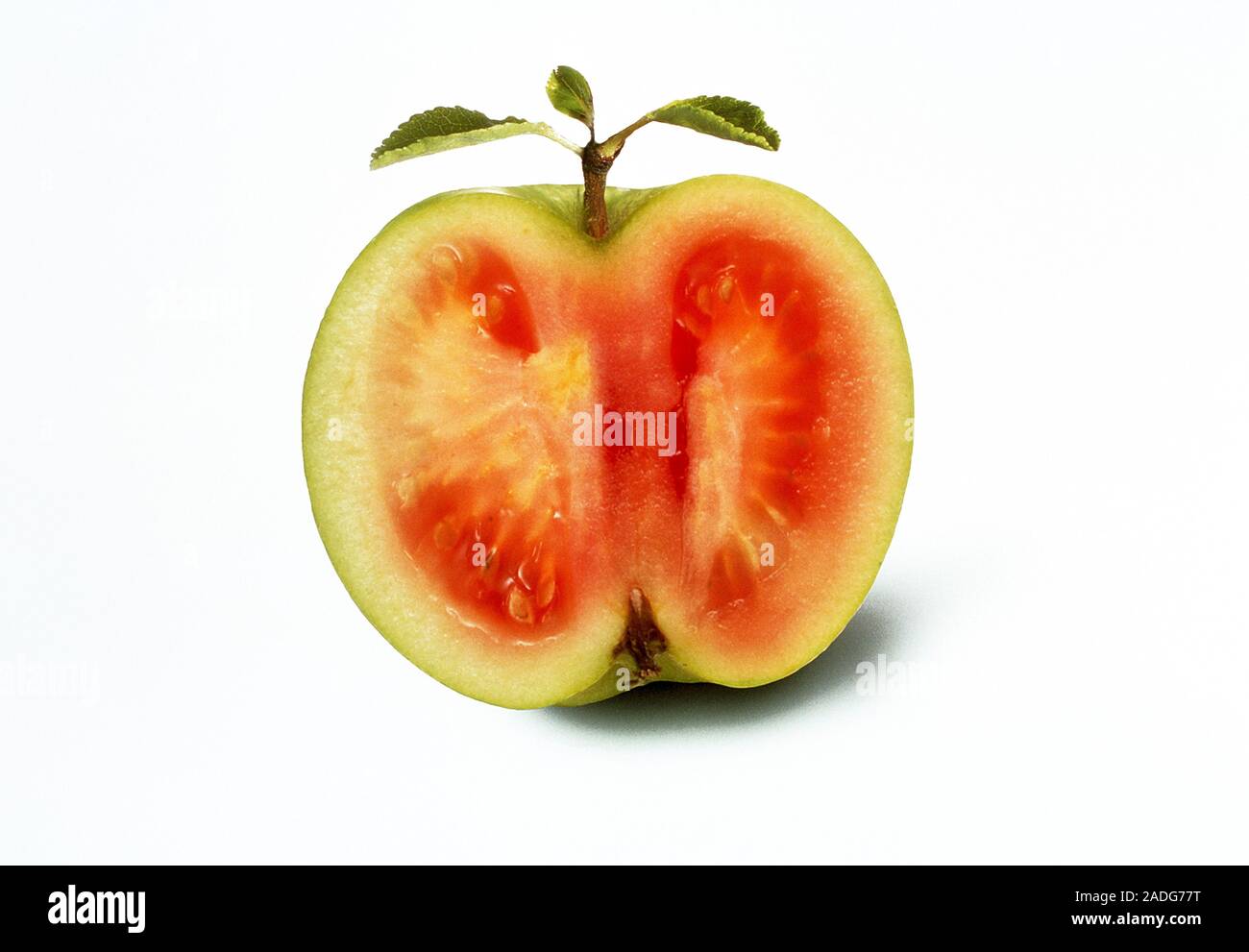 Genetically engineered fruit. Conceptual computer illustration of a fruit with the external structure of an apple and the internal structure of a toma Stock Photo