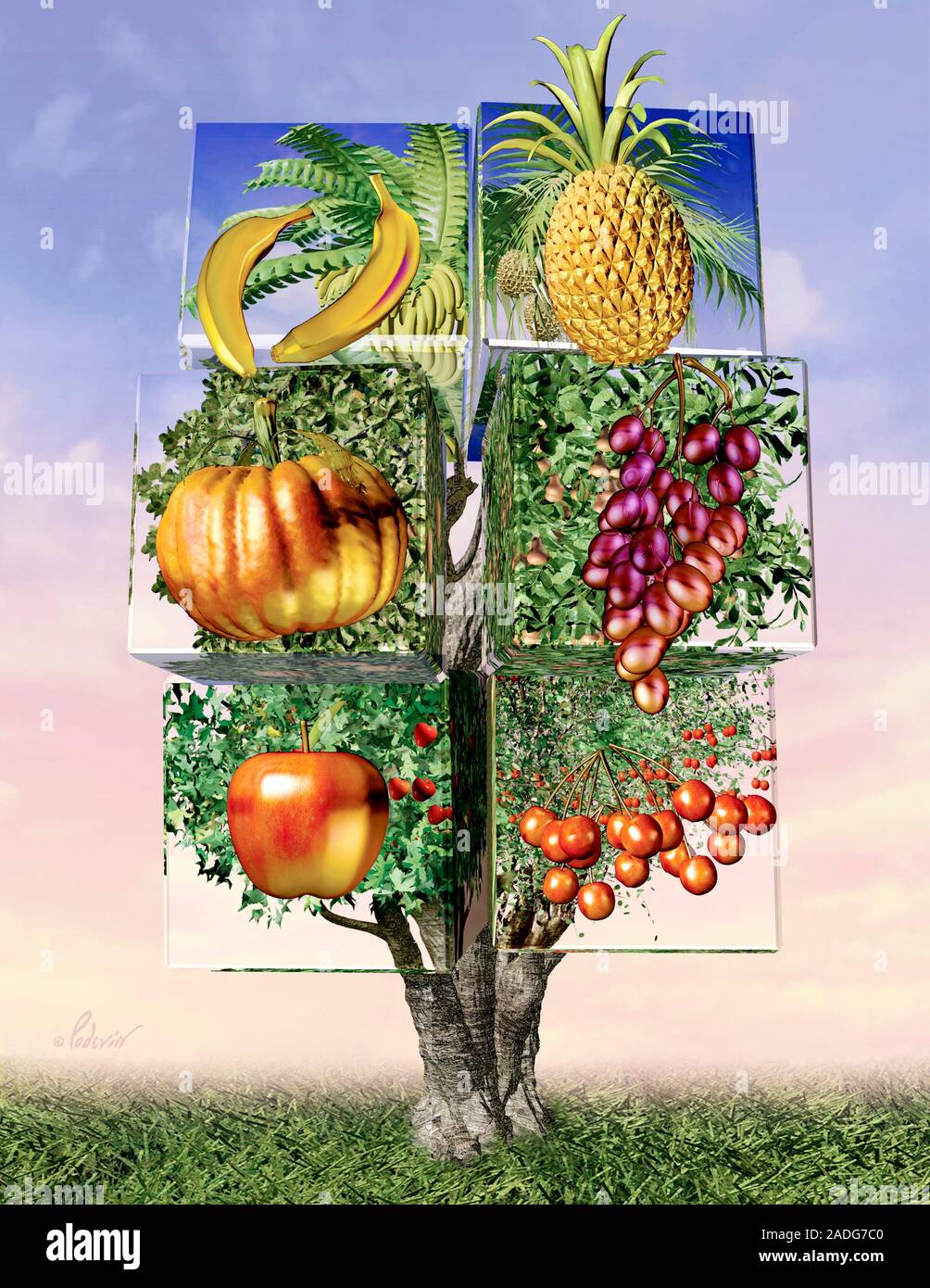 Genetically modified food, conceptual computer artwork. Genetic modification is where an organism's DNA (deoxyribonucleic acid) is altered to create i Stock Photo