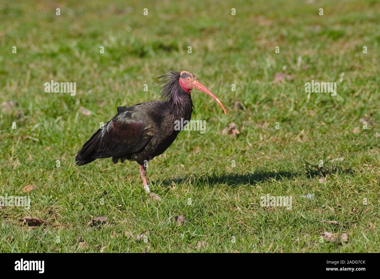 The northern bald ibis, hermit ibis, or waldrapp (Geronticus eremita) bred in a wildlife recovery center Stock Photo