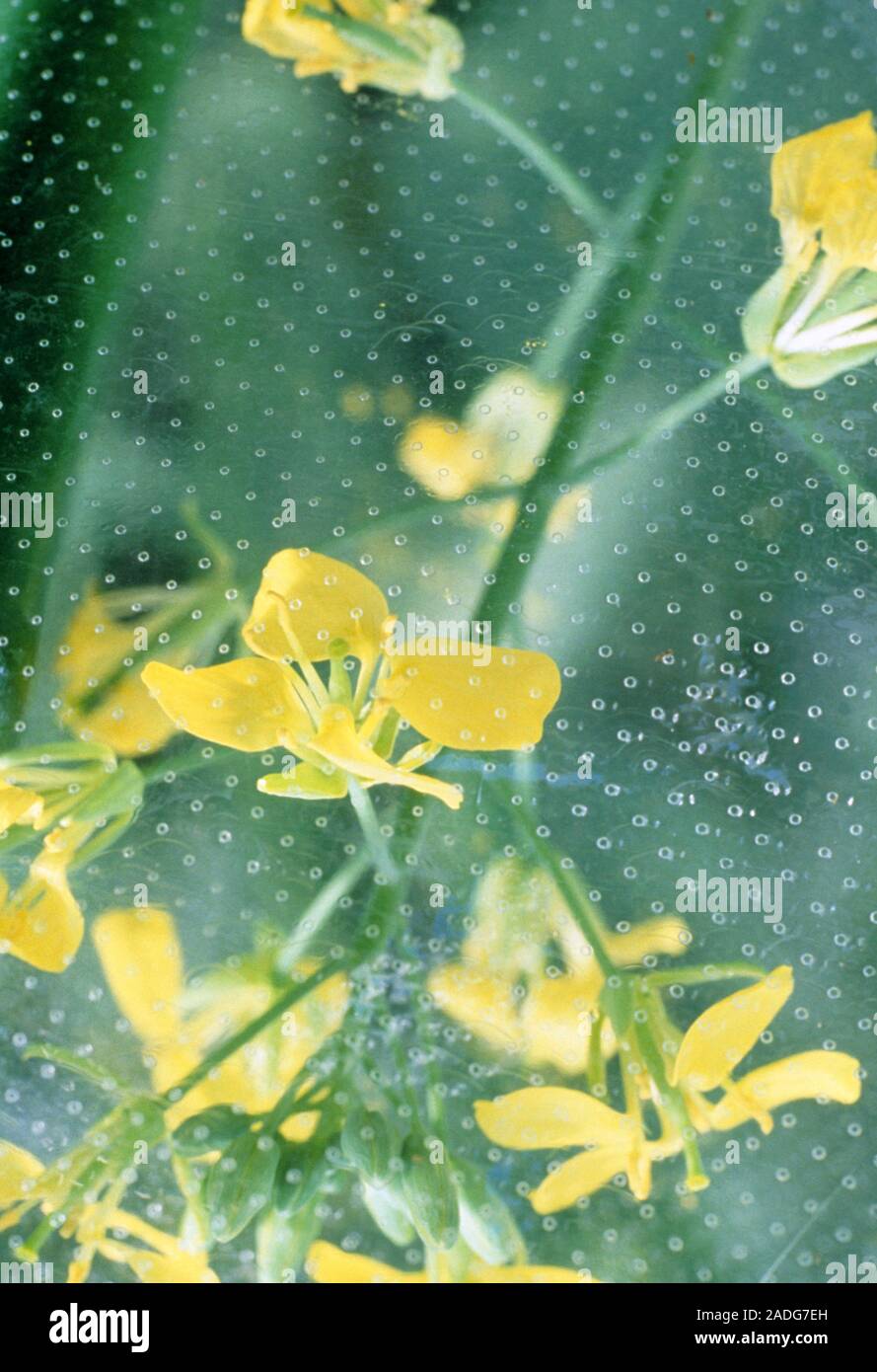 Molecular farming: plants that produce a human protein. Flowers of a ...