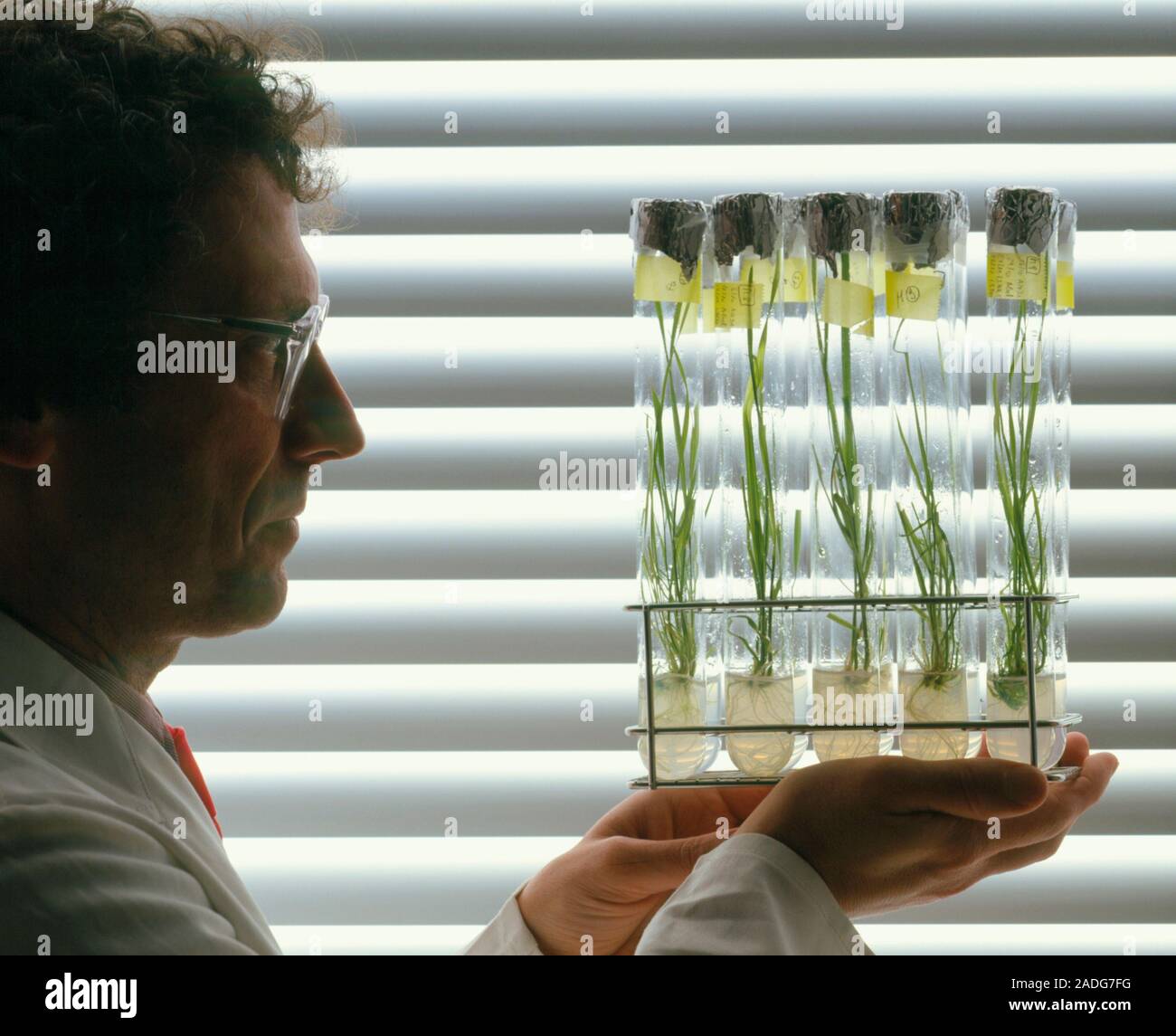 Micropropagation. Researcher holding test tubes containing cereal