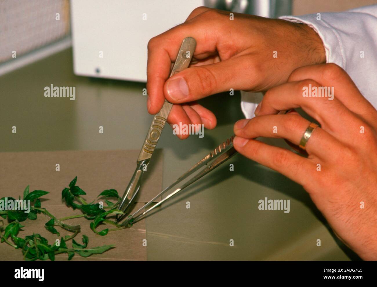 Plant cloning. Plant being cut up by a scalpel for cloning by