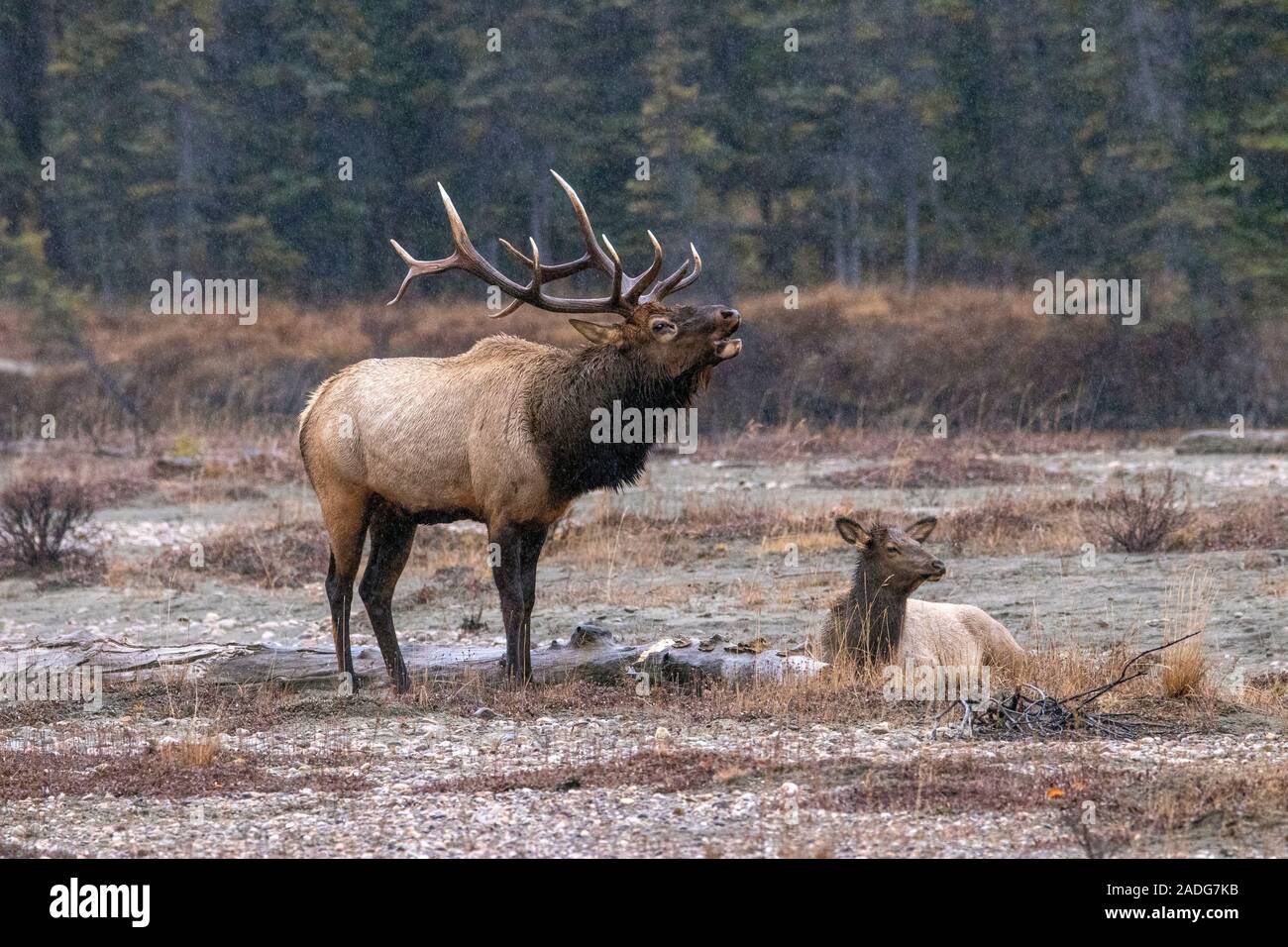 Elk deer in their natural habitat in Canada Stock Photo Alamy