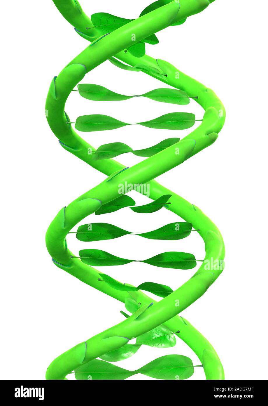 Genetically modified plant, conceptual artwork. Plant stems and leaves  forming a structure that echoes a DNA (deoxyribonucleic acid) double helix.  Thi Stock Photo - Alamy