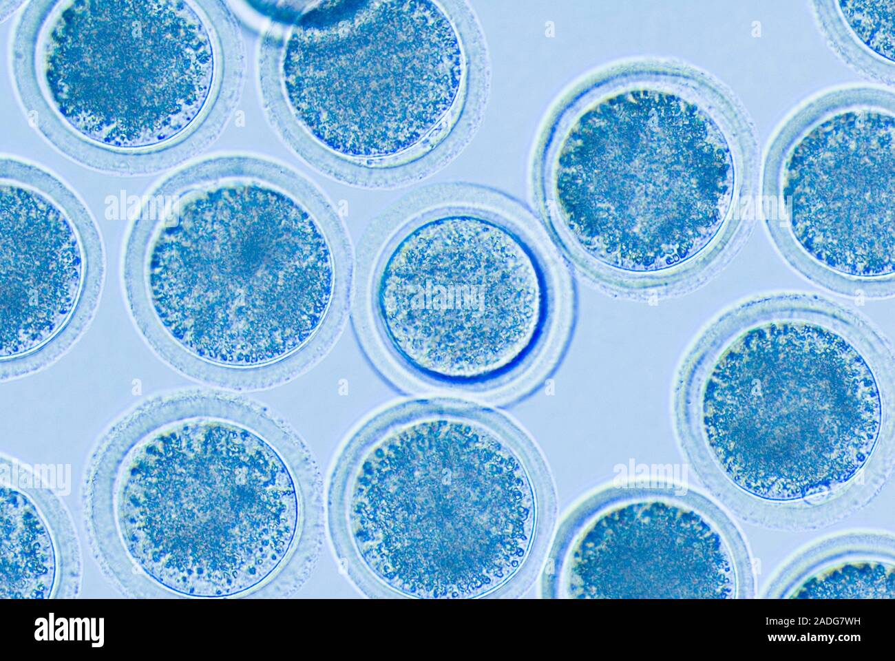 Cloning cows, egg cells. Light micrograph of eggs (female reproductive ...