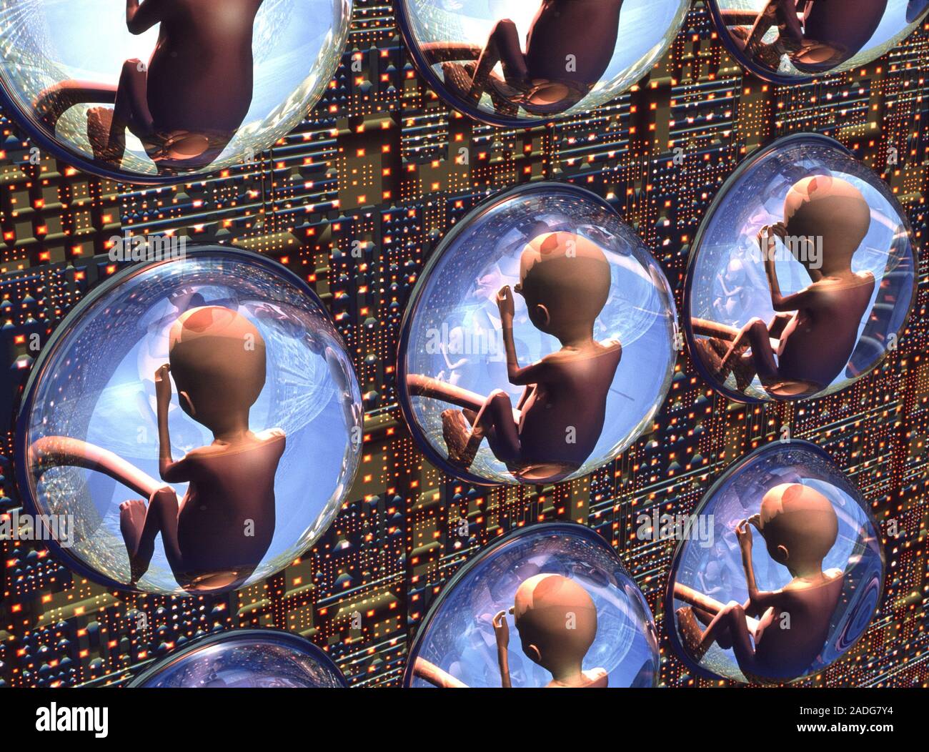 Human cloning. Conceptual computer artwork of cloned foetuses ...