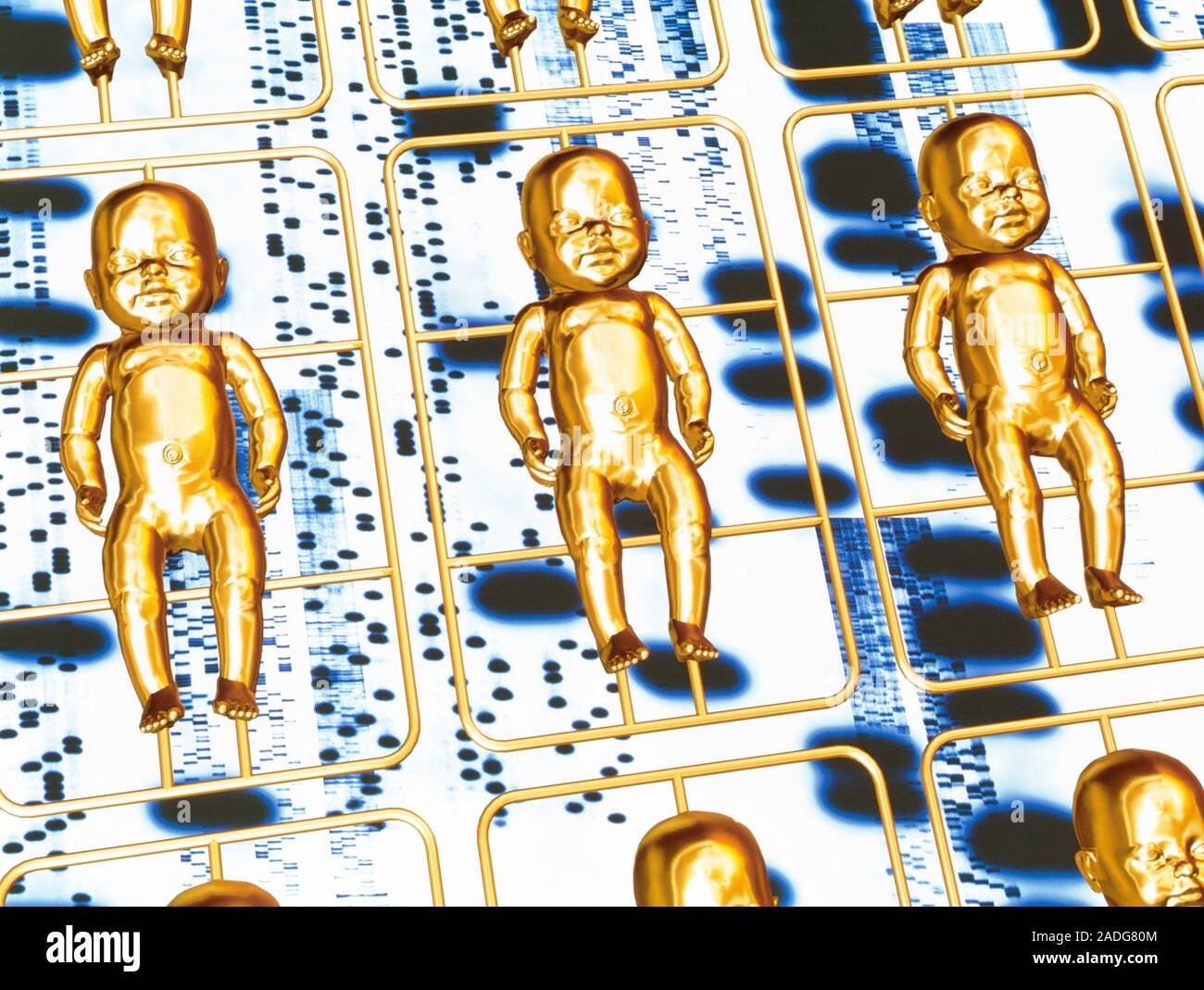 Human cloning. Conceptual computer artwork of a construction kit of