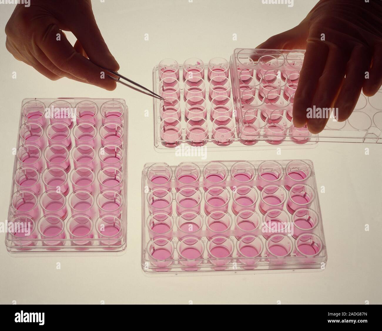 Cell cultures. Gloved hands manipulate glass cover slips in multiwell