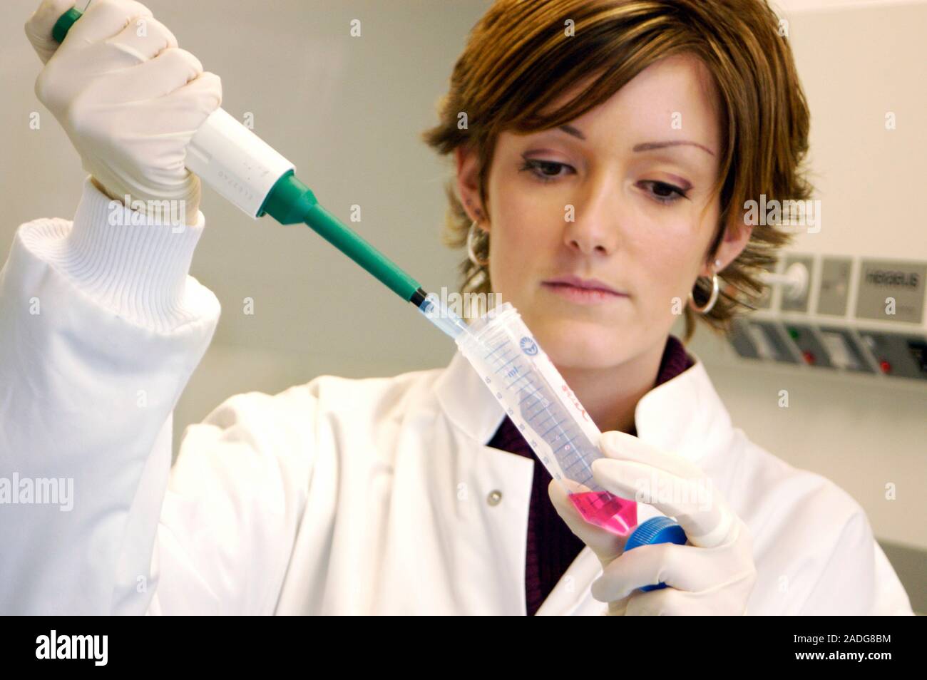 Cell research. Researcher pipetting a pink liquid into a test tube