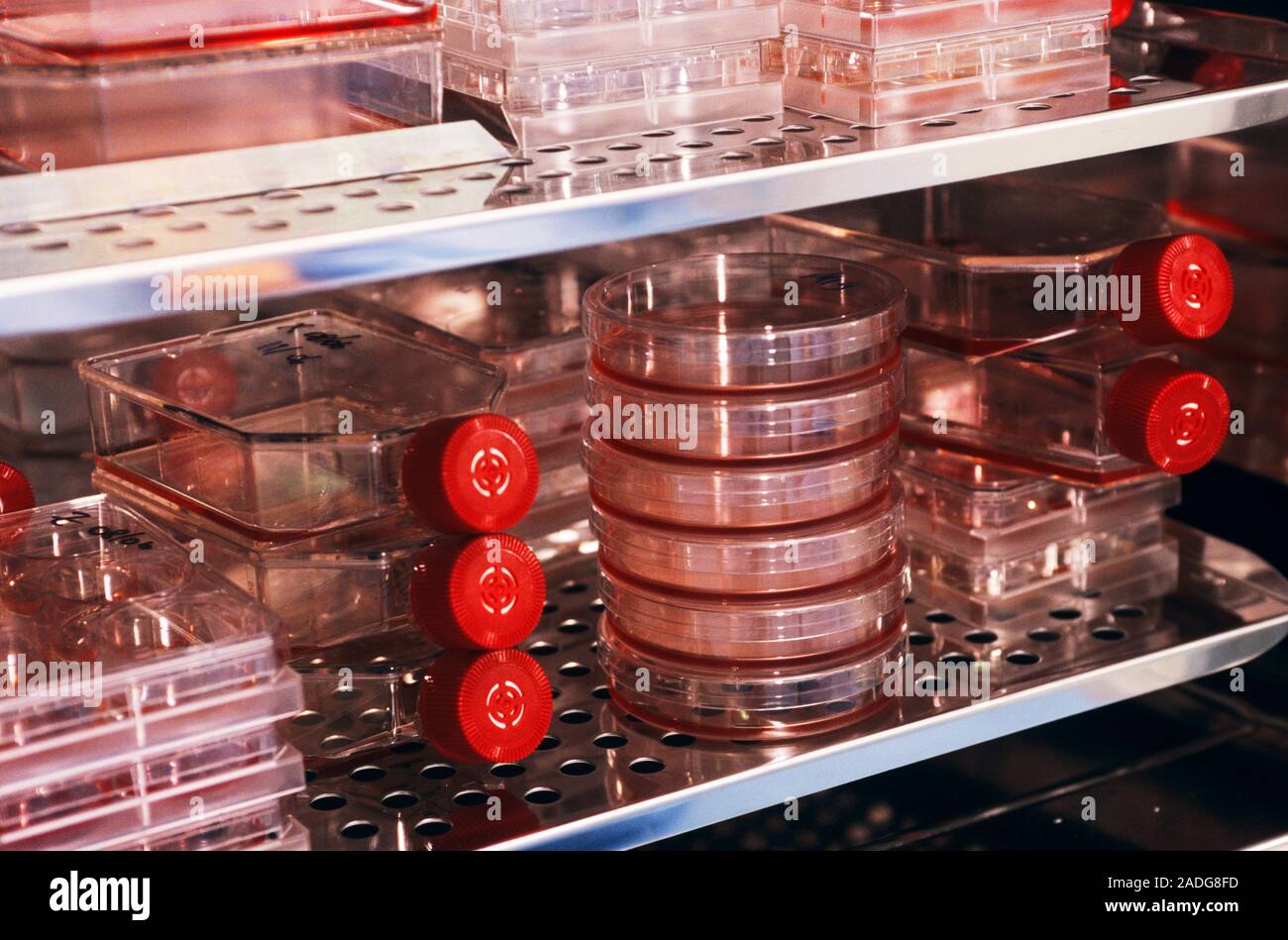 Incubating cell cultures. Petri dishes and culture jars being incubated