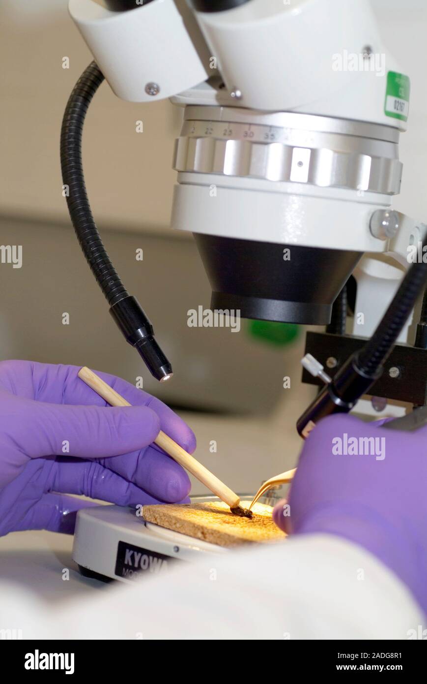 Bee research. Researcher examining dead honeybee (Apis mellifera