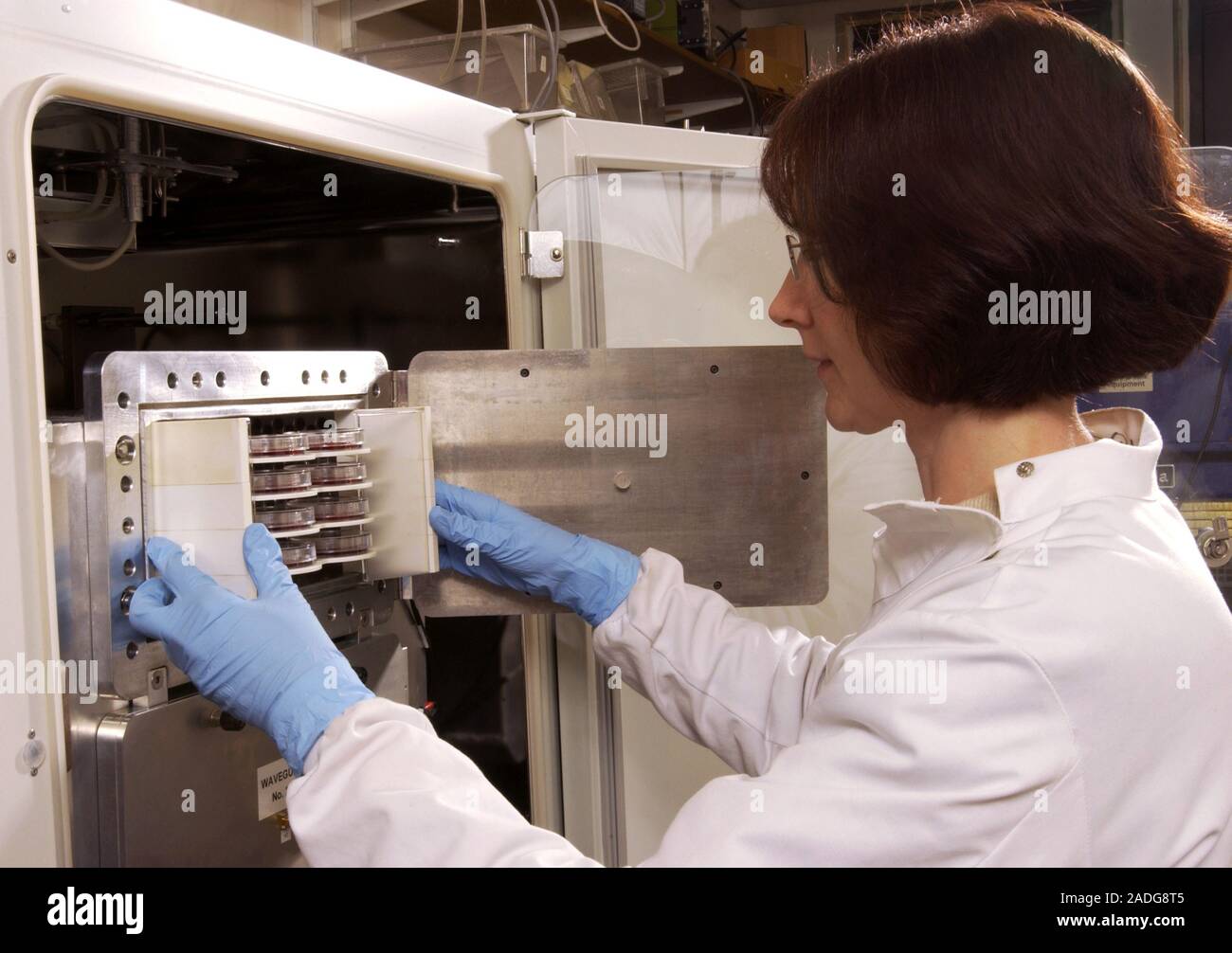 Testing effects of radio waves on blood. Scientist loading blood ...