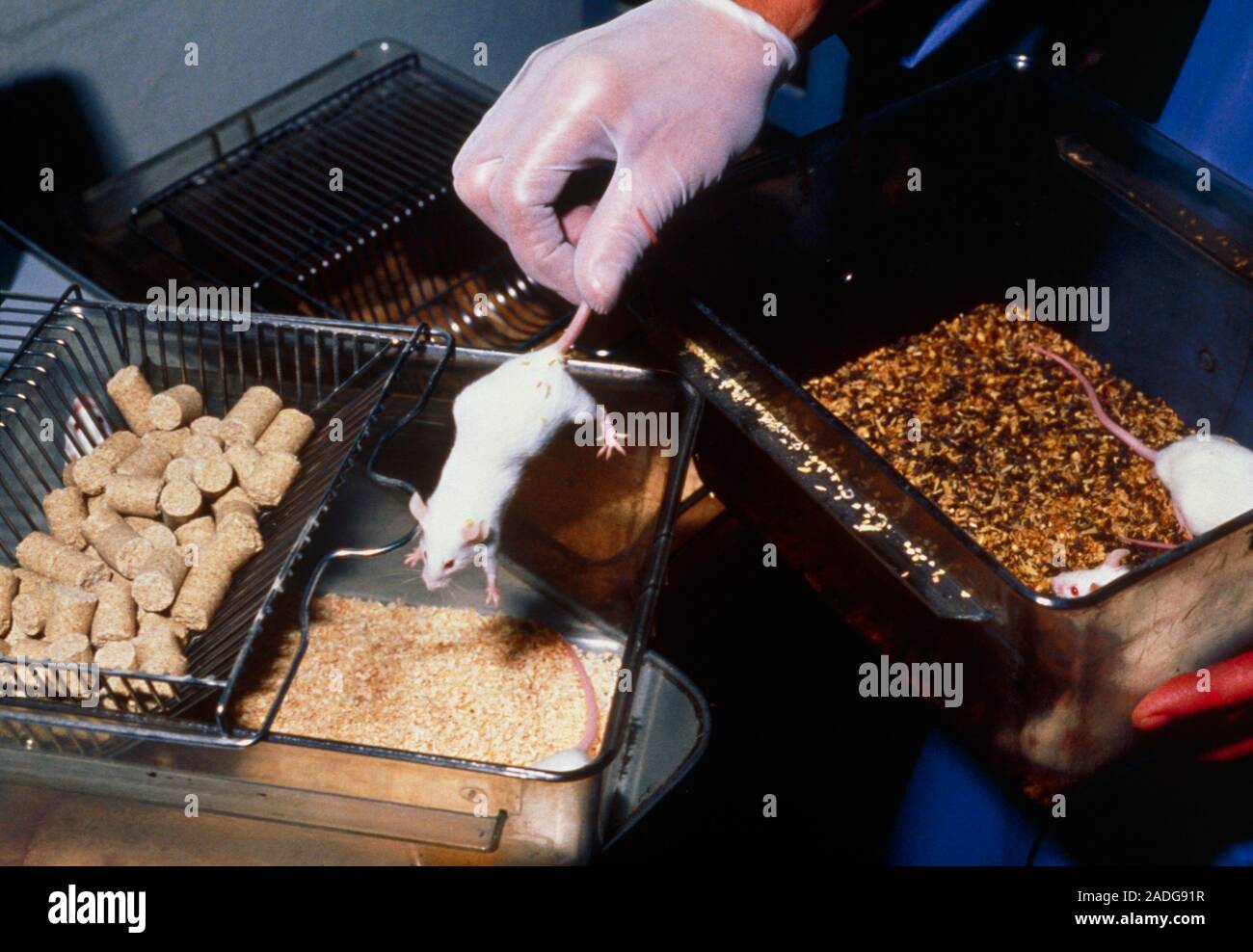 Laboratory mice. A laboratory mouse being transferred to a cage by the