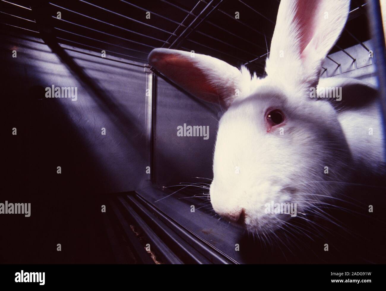 Laboratory rabbit. A caged laboratory rabbit awaits experimentation