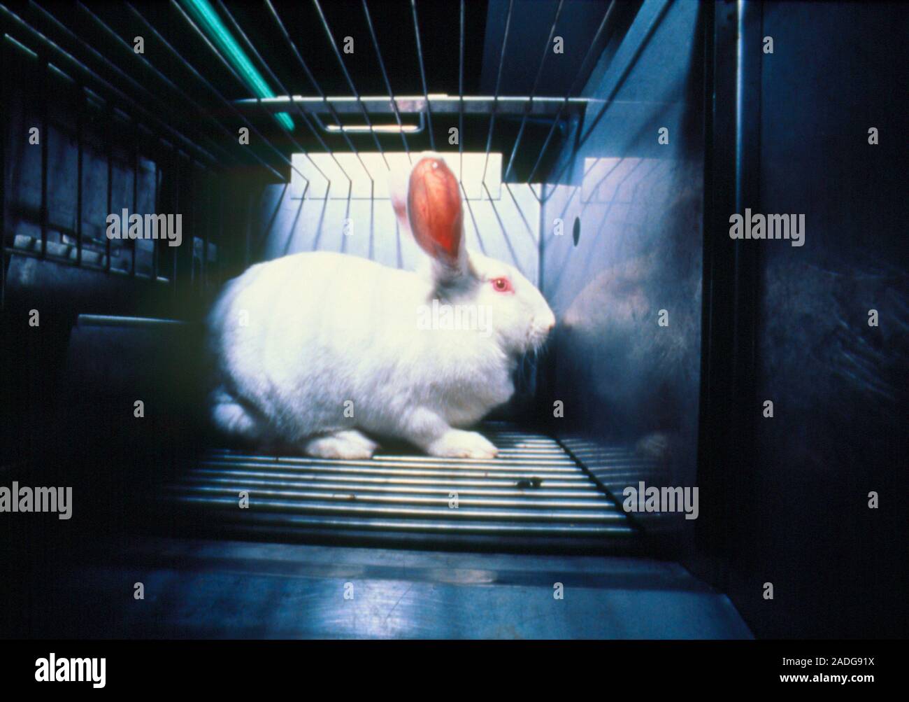 Laboratory rabbit. A caged laboratory rabbit awaits experimentation ...
